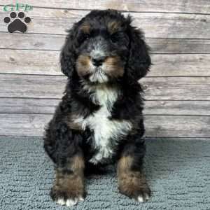 Gale, Bernedoodle Puppy